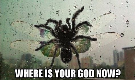 15 Things That Will Make You Say NOPE, Courtesy of Buzzfeed  I stopped watching after the giant spider ate the cricket. Let Me In, You Funny, Best Funny Pictures, Bones Funny, Funny Images, Scream, Things To Think About, Funny Animals, Funny Pictures