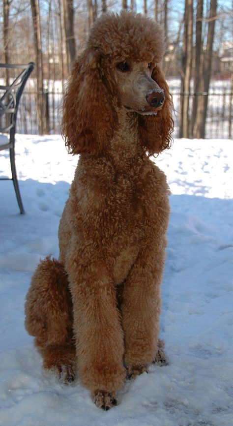 Teddy Bear Poodle Haircut, Standard Poodle Cuts, Red Standard Poodle, Poodle Sweater, Standard Poodle Haircuts, Anjing Poodle, Poodle Haircut, Poodle Cuts, Red Poodles