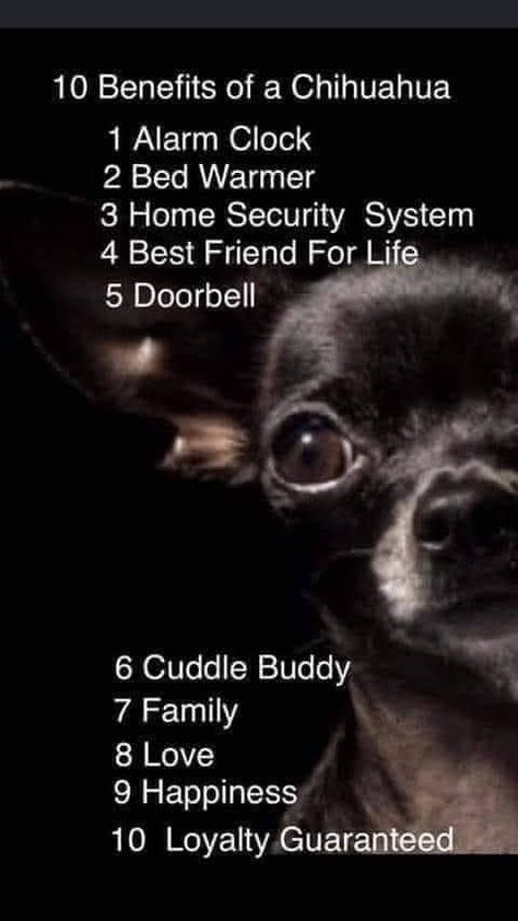 Chihuahua Quotes, Chihuahua Facts, Chihuahua Owner, Chihuahua Art, Chihuahua Funny, Chihuahua Mom, Teacup Chihuahua, Chihuahua Lover, Cute Chihuahua