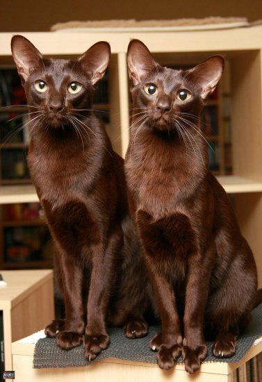 45+ Adorable Havana Brown Cat Pictures Havana Brown Cat, Brown Cats, Brown Cat, Havana Brown, Domestic Cat, Cute Kittens, Siamese Cats, Cats Meow, Pretty Cats