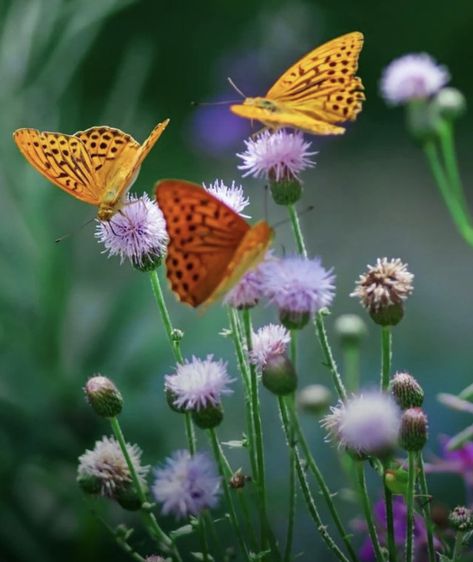 Flying Animals, Plants That Attract Butterflies, 3 Butterflies, Butterfly Gardens, Garden Butterfly, Butterfly Plants, About Plants, Elegant Beauty, Attract Butterflies