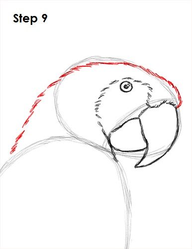 Scarlet Macaw Drawing 9 Parrot Drawing Tutorial, Papagaj Drawing, Parotts Bird Drawing, Macaw Drawing, Blue And Yellow Macaw, Vogel Silhouette, Parrot Drawing, Drawing Instructions, Scarlet Macaw