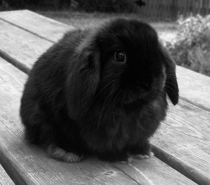 Black Bunnies Aesthetic, Black Lop Bunny, Black Bunny Aesthetic, Black Bunnies, Rabbit Black, Floppy Eared Bunny, Rabbit Life, Black Beast, Bunny Black