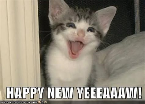 HAPPY NEW YEEEEAAAWW !  For more fun holiday cats, visit https://www.facebook.com/funholidaycats Happy New Year Cat, New Year Cat, Cat Holidays, Funny Animal Quotes, Animal Hospital, Funny Cat Memes, Funny Cat Pictures, Funny Animal Memes, Silly Cats