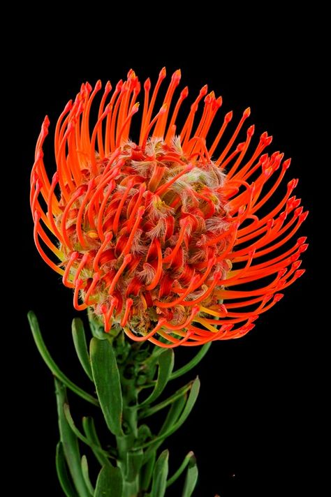 Protea Pincushion, Tropical Mexico, Pincushion Protea, Australian Nature, Australian Wildflowers, Botanical Floral Art, Protea Flower, Australian Flowers, Australian Native Flowers