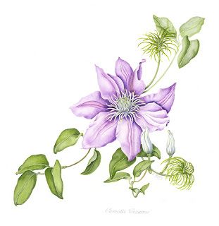 Clematis Flower, Illustration Botanique, 수채화 그림, Botanical Painting, Botanical Watercolor, Art Et Illustration, Fruit Print, Botanical Drawings, Art And Illustration