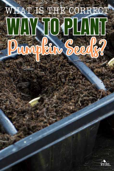 Saving Pumpkin Seeds To Plant, How To Plant Pumpkin Seeds, Pumpkin Growing Tips, How To Grow Pumpkins From Seeds, Seed Planting For Kids, Plant Pumpkin Seeds, Grow Pumpkins From Seeds, Planting Pumpkin Seeds, When To Plant Pumpkins