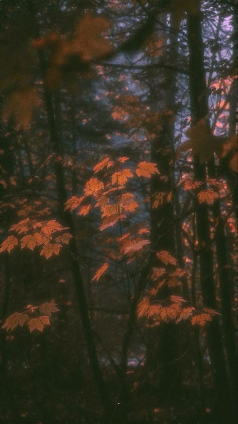 Fall Wallpaper Grunge, Aesthic Fall Wallpapers, Goth Fall Wallpaper, Fall Grunge Wallpaper, Halloween Asthetic Wallpers, Old Halloween Aesthetic Wallpaper, Moody Fall Wallpaper, Grunge Fall Wallpaper, Halloween Aesthetic Homescreen