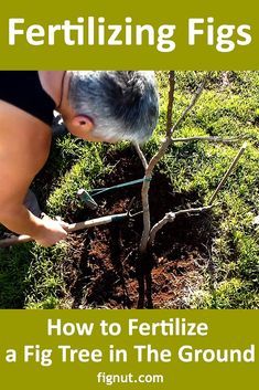 Fig Tree Care Outdoor, Fig Trees Outdoor, Fig Tree Outdoor, Fig Fruit Tree, Growing Fig Trees, Fig Tree Plant, Fruit Tree Garden, Pruning Fruit Trees, Fig Trees