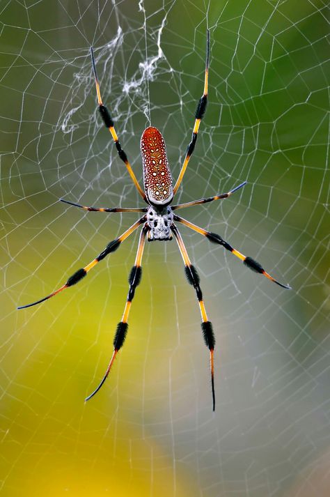 Spider Photography Nature, Colorful Spiders, Arachnids Spiders, Spider Species, Cool Bugs, Spider Tattoo, Jumping Spider, Beautiful Bugs, Creepy Crawlies