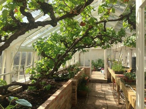 Home Made Greenhouse, Trees In Greenhouse, Alitex Greenhouse, Tree Greenhouse, Greenhouse Interior, Victorian Greenhouses, Tropical Greenhouses, Hydroponic Farming, Earthship Home