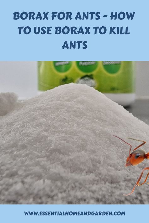 Borax For Ants - How To Use Borax To Kill Ants Ant Killer Borax, Borax To Kill Ants, Ants In Kitchen, Borax For Ants, Ant Remedies, Ants In Garden, Kill Fire Ants, Sugar Ants, Ant Spray