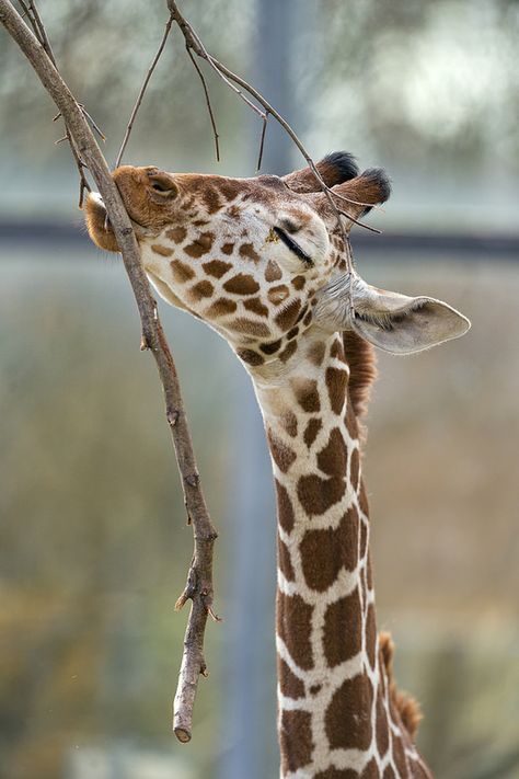 Giraffe eating from a branch Lusitano Horse, Giraffe Pictures, Animal Safari, Giraffe Art, A Giraffe, African Animals, Zebras, Animals Friends, Beautiful Creatures