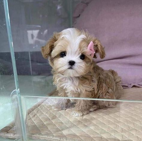 Cute Fluffy Puppies, Perro Shih Tzu, Cute Fluffy Dogs, Teacup Yorkie Puppy, Cute Small Dogs, Cute Dogs Images, Yorkie Puppies, Very Cute Puppies, Dog Haircuts