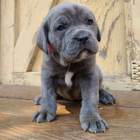 Blue Cane Corso 6 weeks old Blue Cane Corso, Cane Corso, Fur Babies, Dogs, Blue, Quick Saves