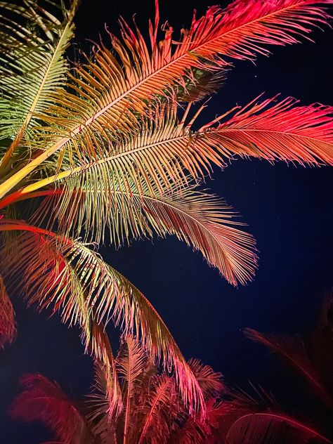 The light from the pool reflecting on the palm trees ❤️ Neon Palm Tree Aesthetic, Tree Render, Neon Palm Tree, Palm Tree Lights, Florida Palm Trees, Model Ideas, Tree Canopy, Projection Mapping, Pool Light