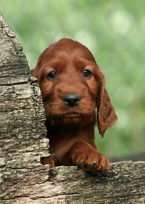 Best 25+ Irish setter dogs ideas on Pinterest | Setter puppies, Red setter dog and Irish setter Irish Setter Puppy, Setter Puppies, Red Setter, Irish Setter Dogs, Puppy Pics, Irish Setters, Crazy Dogs, Pampered Pets, Cocker Spaniels