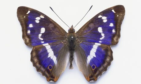 Purple Emperor Butterfly, Emperor Butterfly, Purple Emperor, Gossamer Wings, Butterfly Species, Flying Insects, Ancient Forest, Butterfly Pictures, Butterfly Kisses