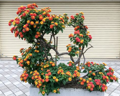 Lantana Plants: Care and Growing Guide Lantana Tree, Tansy Plant, Cypress Plant, Lantana Plant, Lantana Camara, Florida Landscaping, Indian Garden, Garden Hedges, Florida Plants