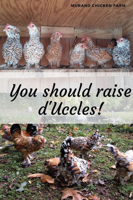 The d'Uccle chicken breed is one of the few true bantam breeds in the chicken world. I raise the Mille Fleur color. Here is everything you need to know about them. #chickens #backyardchickens #homesteading Silkie Chickens Colors, Bantam Breeds, Bantam Chicken Breeds, Chicken Coloring, Bantam Chickens, Backyard Chicken Farming, Silkie Chickens, Raising Backyard Chickens, Chicken Garden