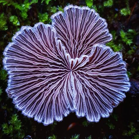 The world is full of natural treasures, which Ryan Grastorf found out firsthand only about a year and a half ago. "As an effort to reduce stress in life, I just started hiking more," he told Instagram Blog. "I found a mushroom, a very cool looking mushroom, and the rest is kind of history." Now, … Lichen Moss, Mushroom Pictures, Plant Fungus, Mushroom Fungi, 수채화 �그림, Wild Mushrooms, Mushroom Art, Natural Forms, Patterns In Nature