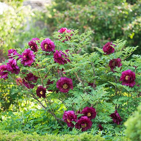 Trees with flowers - shade and color - the best of both worlds Peony Varieties, Tattoo Plant, Tree Peony, Japanese Tree, Red Blossoms, Red Petals, Peonies Garden, Perennial Garden, Tree Leaves