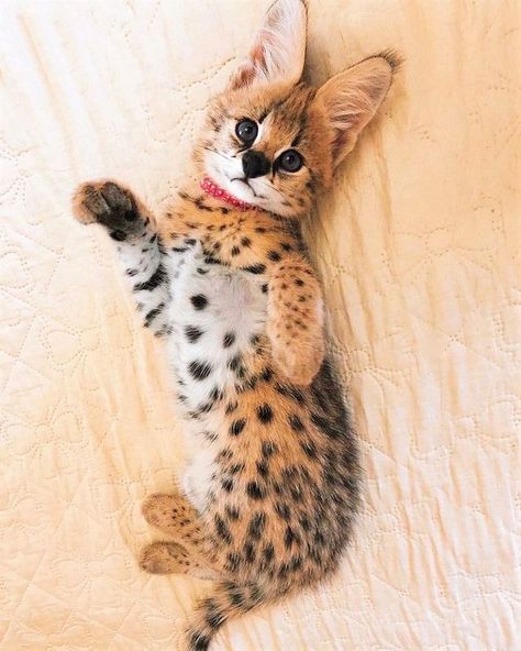 Serval Pet, African Serval, Serval Cat, Bear Sleeping, Photos Of Animals, Asian Leopard Cat, Serval Cats, Dream's Cat, Leopard Cat