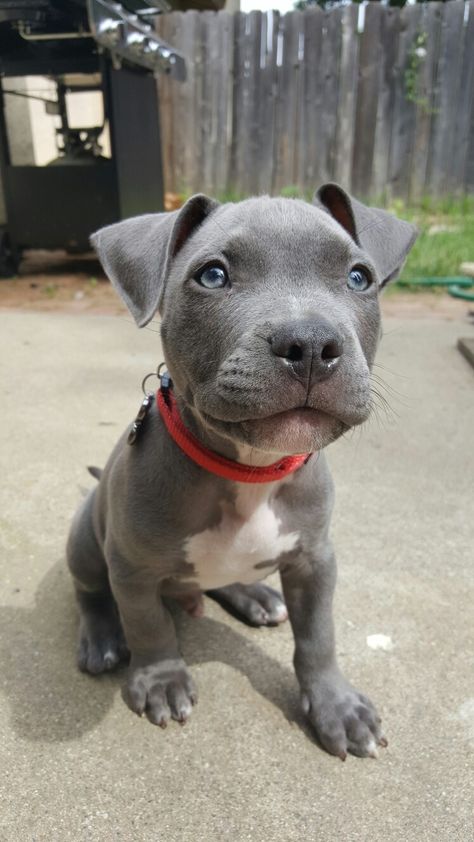 Pit Bull Blue, Blue Pitbull Puppy, Blue Pit Puppies, Blue Nose Pitbull Puppies, Pit Bull Puppies Blue, Rich Dog, Pitbull Boxer, Blue Pitbull, Pit Puppies