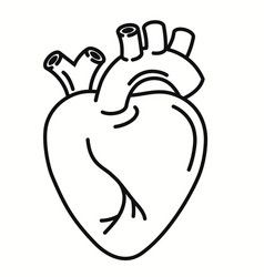 Human heart anatomy cardiology concept Royalty Free Vector Heart Line Art, Human Heart Anatomy, Heart Organ, Heart Line, Heart Anatomy, Heart Vector, Line Art Vector, Human Heart, Cardiology