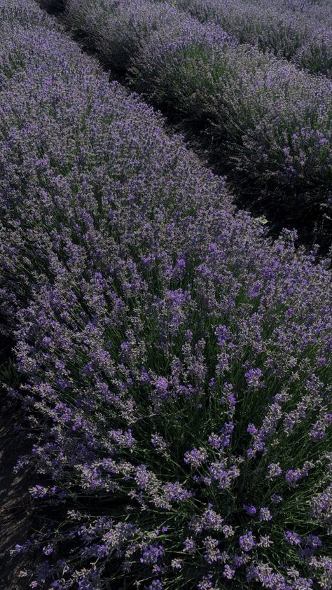 Lavender field, aesthetic, summer mood Lavender Garden Aesthetic, Lavender Fields Aesthetic, Lavender Plant Aesthetic, Lavender Field Aesthetic, Lavender Marriage, Maddie Aesthetic, Avery Core, Writer Academia, Field Aesthetic