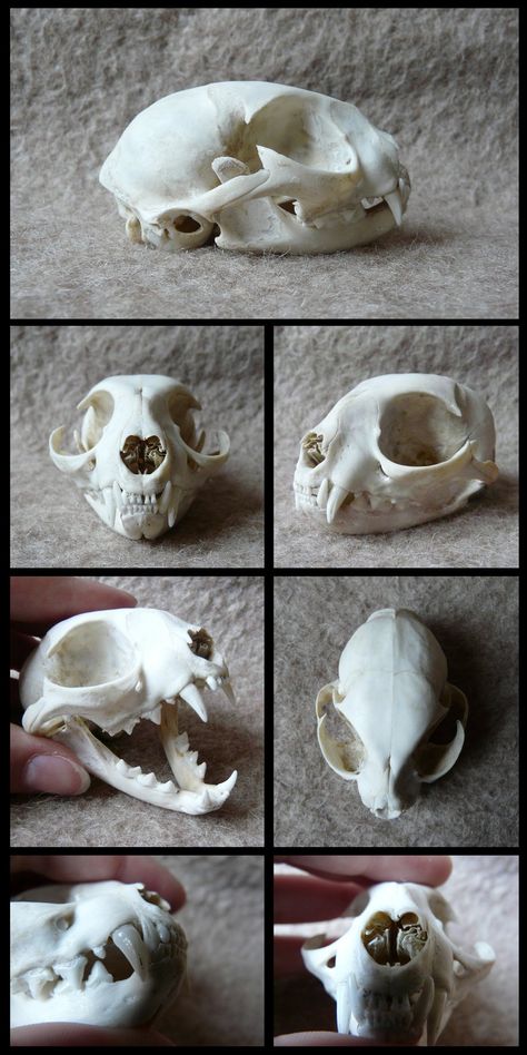 Crested Porcupine, Animal Skull Drawing, Feline Anatomy, Skull References, Skull Anatomy, Skull Reference, Cat Skeleton, Cat Anatomy, Animal Skeletons