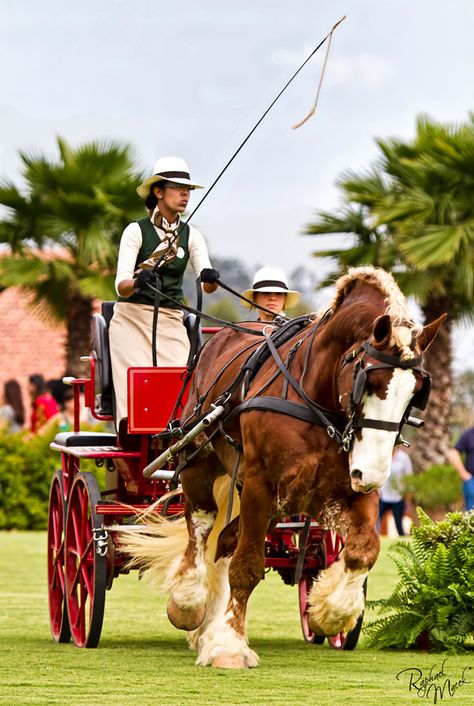 Horse Driving, Driving Horses, Carriage Horse, Horse Wagon, Horse Reference, Horse Cart, Carriage Driving, High Horse, Equestrian Aesthetic