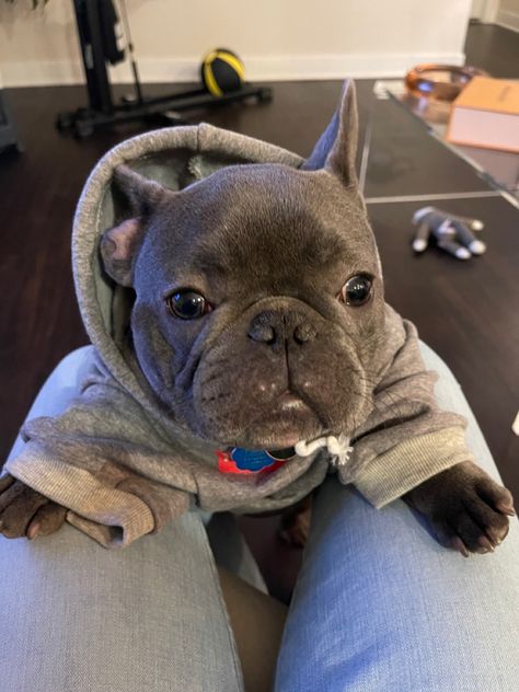 French Bulldogs Aesthetic, French Bulldog Funny, Dog Mommy, Very Cute Puppies, Bulldog Funny, Bulldog Francese, Cute Animals Puppies, Really Cute Dogs, Cute Little Puppies