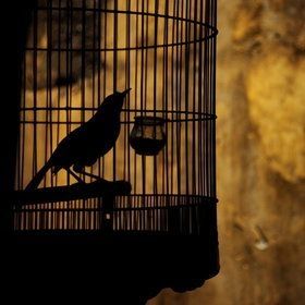 Cage Aesthetic, Bird In A Cage, The Caged Bird Sings, Laughing Jack, Photography Themes, Begin Again, Black Canary, Beautiful Images Nature, Islamic Art Calligraphy