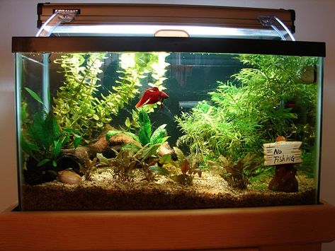 A betta in his kingdom!  Clean water, warm, live plants, and lots of space to swim! Fish Tank Decoration Ideas, Tank Decoration Ideas, Betta Aquascape, Betta Tanks, Fish Aquarium Decorations, Fish Tank Design, Betta Aquarium, Betta Fish Care, Aquarium Setup