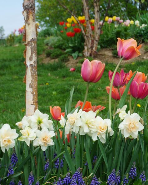 Hannah’s Minnesota Garden - FineGardening Minnesota Backyard, Spring Bulbs Garden, Minnesota Garden, Feather Reed Grass, Alchemilla Mollis, Virginia Bluebells, Blue Fescue, Flowering Quince, Garden Sanctuary