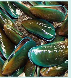 Asian green mussel - Google Search Green Mussels, Otter Illustration, Bacoor Cavite, Green Lipped Mussel, Green Lips, Consumer Culture, Mussel Shell, Organic Pattern, Aquatic Animals