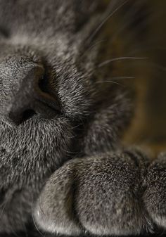 Regard Animal, Gatos Cool, Cat Nose, Söt Katt, Russian Blue Cat, Cat Whiskers, Cat Photography, Russian Blue, Blue Cats