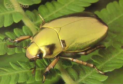 Golden Beetle of Costa Rica.  The larvae of this rare and brilliantly-colored species develop in the rotting trunks of oak trees. Golden Scarab, Golden Beetle, Tortoise Beetle, Insect Photos, Beetle Insect, Cool Bugs, A Bug's Life, Beetle Bug, Scarab Beetle