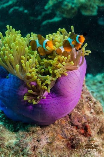 Clownfish & Sea Anemone.﻿ Ala R. - Google+ Clownfish And Sea Anemone, Life Under The Sea, Salt Water Fish, Sea Anemone, Water Creatures, Clownfish, Beautiful Sea Creatures, Marine Fish, Underwater Creatures