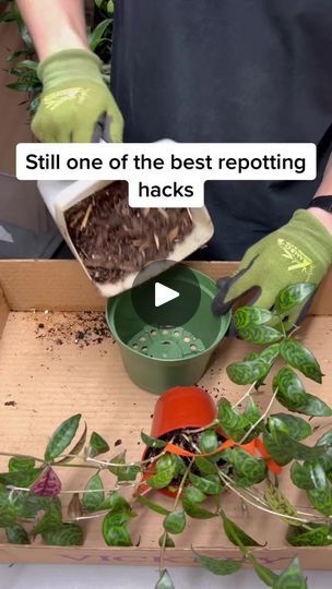 Repotting Plants, Landscaping Layout, Household Plants, Plant Care Houseplant, Plant Hacks, Inside Plants, Growing Plants Indoors, Home Vegetable Garden, House Plants Decor