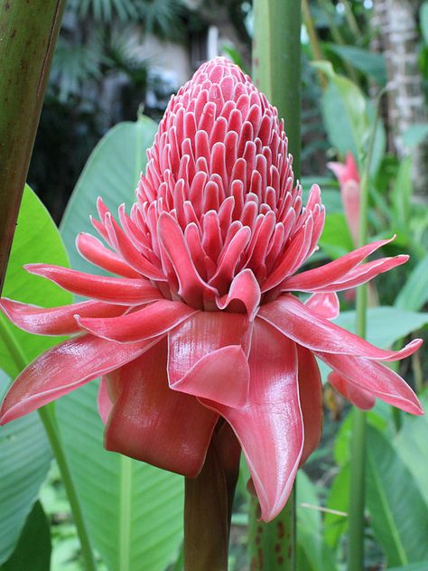 Torch Ginger Plant, Plant Sunroom, Etlingera Elatior, Southern Landscape, Torch Ginger, Guava Tree, Ginger Plant, Plant Zones, Colored Leaves