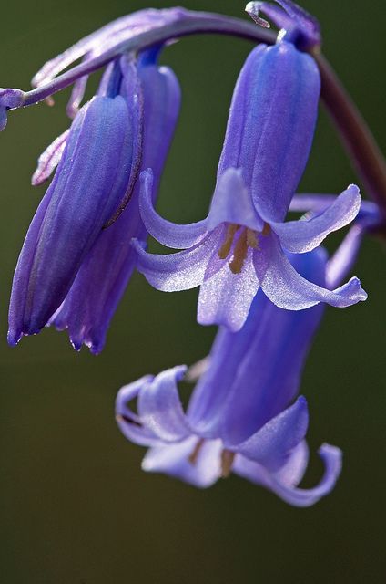 Bluebell flower close up (Endymion non-scriptum) | Steven Murry - Flickr - Photo Sharing! Hannah Annafellows, Bluebell Flower, Blue Bell Flowers, Flower Close Up, Exotic Flowers, Purple Flower, Flower Beauty, Beautiful Blooms, Flower Photos