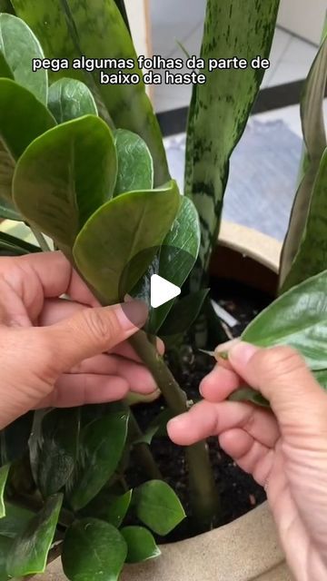 Zamioculcas Plant, Plants, On Instagram, Quick Saves, Instagram