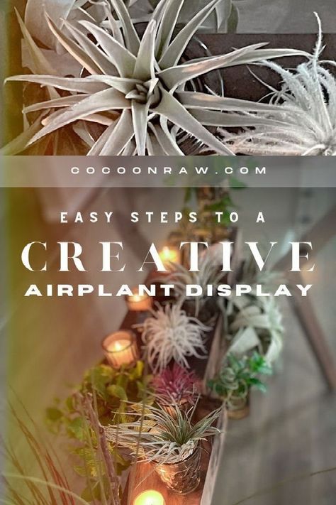 Creative Air Plant Display Idea DIY - CocoonRaw Types Of Air Plants, Plant Display Ideas, Table Centerpieces Diy, Yarn Wall Art, Air Plant Display, Garden Posts, Amazon Decor, Plant Display, Dry Flowers