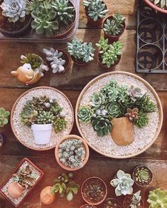 How To Water Succulents, Succulent Garden Design, Succulent Garden Diy, Cactus Succulents, Dish Garden, Growing Succulents, Succulent Gardening, Plant Images, Succulent Care