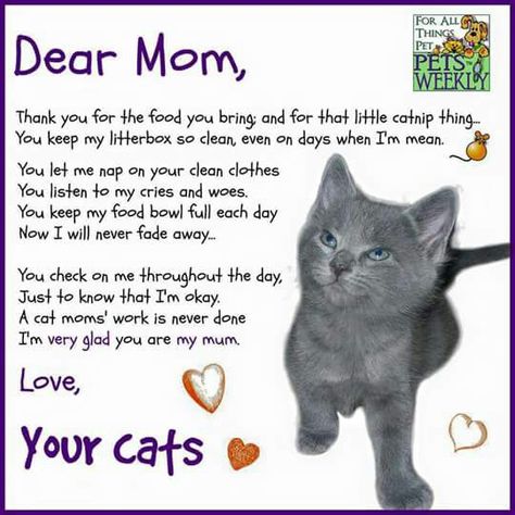 Cat Mom Quotes, Cat Poems, Meme Meme, Cat Parenting, Dear Mom, Cat Behavior, Cat Facts, Cat Quotes, Funny Cute Cats