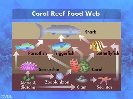 food web Coral Reef Food Web, Chain Aesthetic, Chains Aesthetic, Jr High, Food Web, Coral Reefs, Food Chain, Sea Star, Sea Urchin