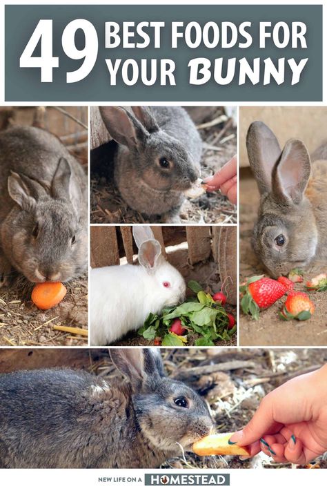 Rabbits eat lots of hay along with a variety of fruits, vegetables and pellets. Learn more about the diet of rabbits here. #rabbits #homesteading What To Feed Rabbits, Veggies For Rabbits, Vegetables For Rabbits, Rabbit Food List, Foods Rabbits Can Eat, What Do Rabbits Eat, What Do Bunnies Eat, What Rabbits Can And Cant Eat, Rabbit Pellets