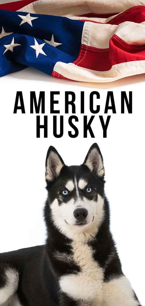 American Husky - Facts and fun. American Husky, Siberian Husky Training, Siberian Husky Names, Native American Dog, Husky Facts, Siberian Husky Facts, Husky Breeds, Alaskan Husky, Beautiful Dog Breeds